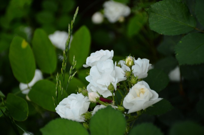 白色和粉色蔷薇花图片