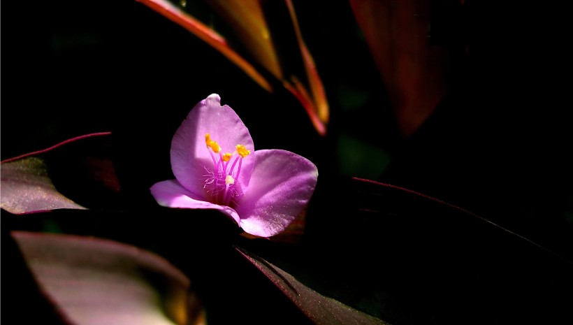 紫色的紫鸭跖草花卉图片