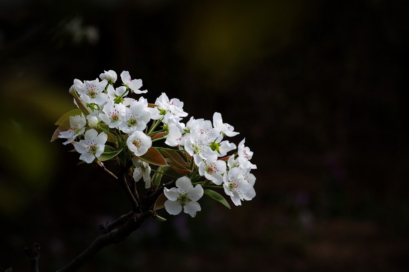 白色梨花图片