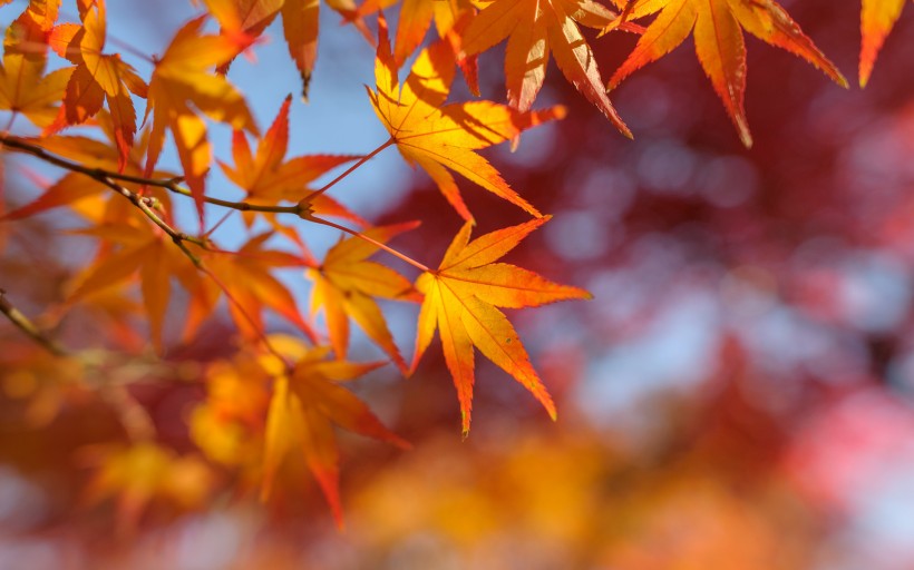 秋季唯美黄叶图片