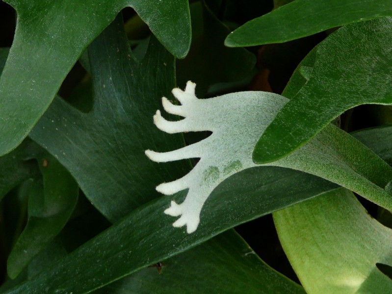 二歧鹿角蕨植物图片