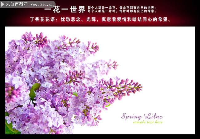 初春美丽的丁香花背景图片