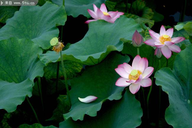 池塘中怒放争艳的莲花图片