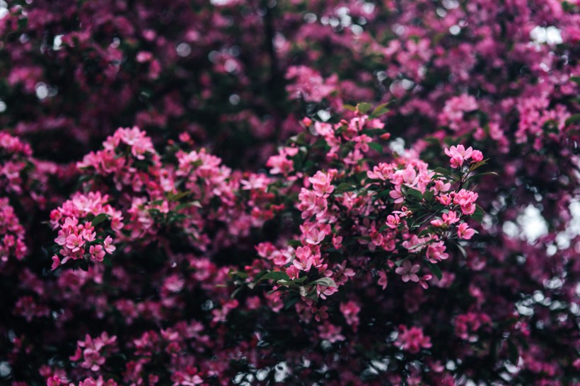清新的粉红色花朵图片