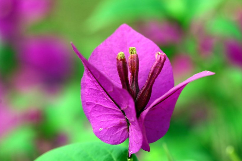 紫色三角梅花卉图片