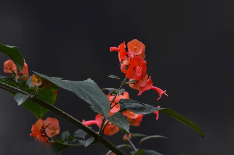 冬红花图片