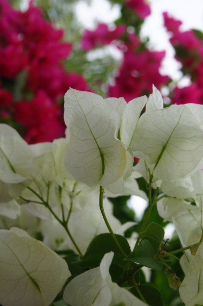 白色三角梅花卉图片