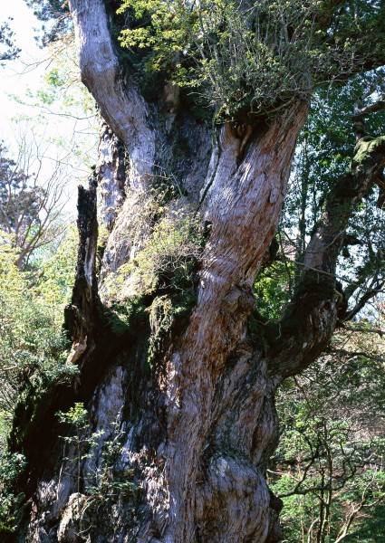 古老的树干图片