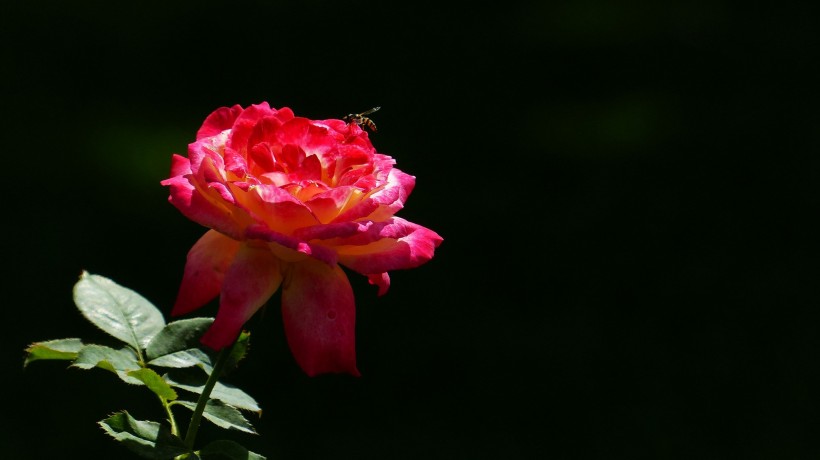 娇艳的玫瑰图片