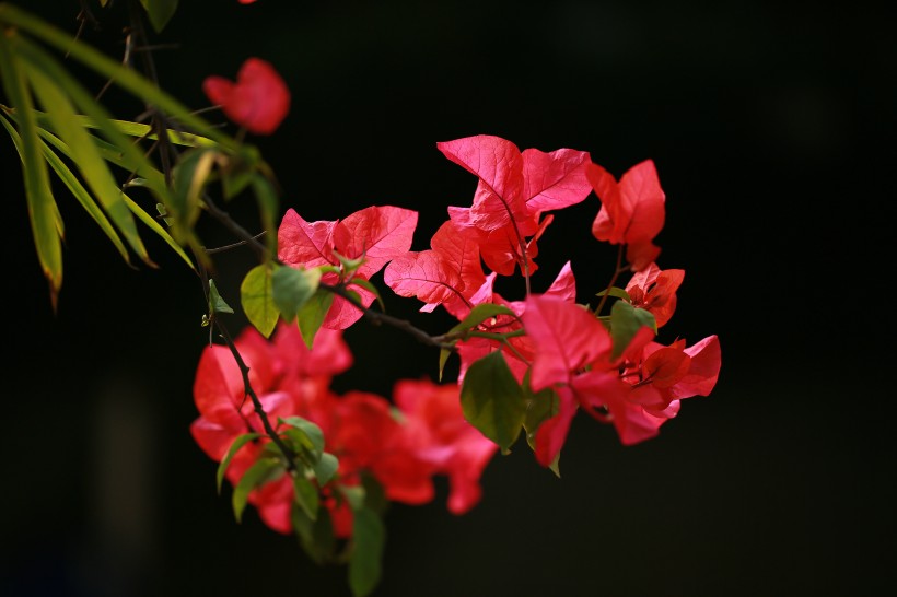 红色三角梅花卉图片