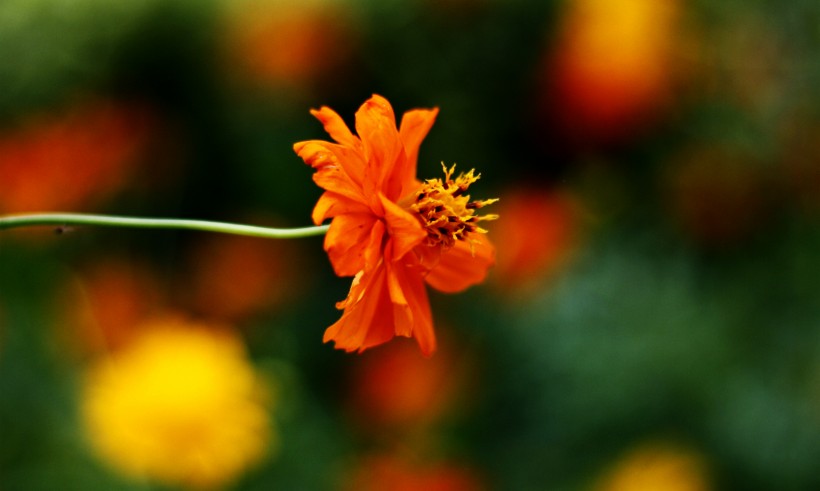 橙色硫华菊花卉图片