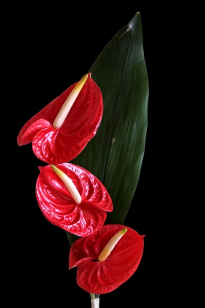 鲜艳的红掌花图片