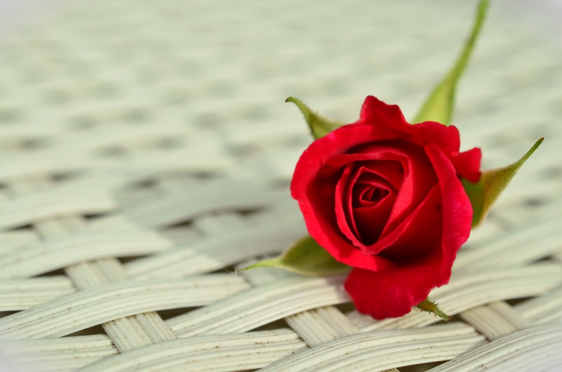 艳丽高贵的红玫瑰图片