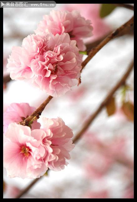 武大美丽的樱花特写图片
