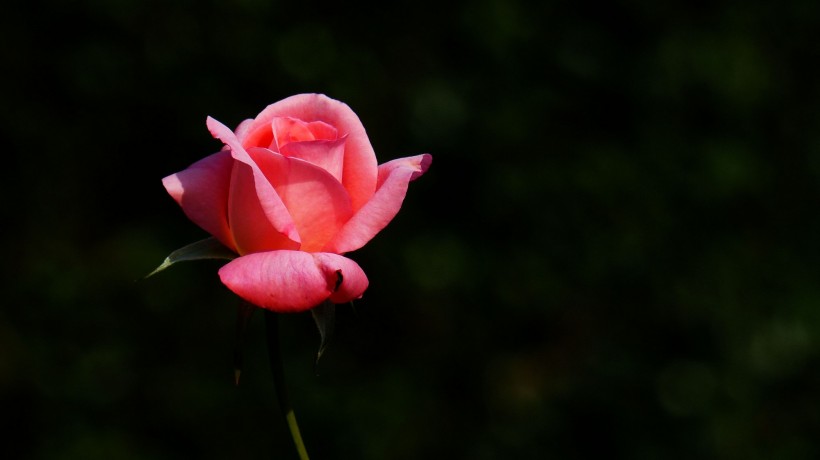 娇艳的玫瑰图片