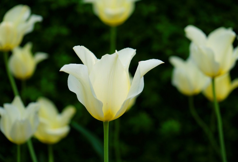 白色和黄色的郁金香图片