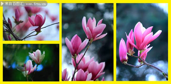 玉兰花图片特写摄影 精美粉色花卉背景素材