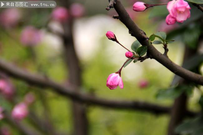 武汉大学的樱花摄影图片