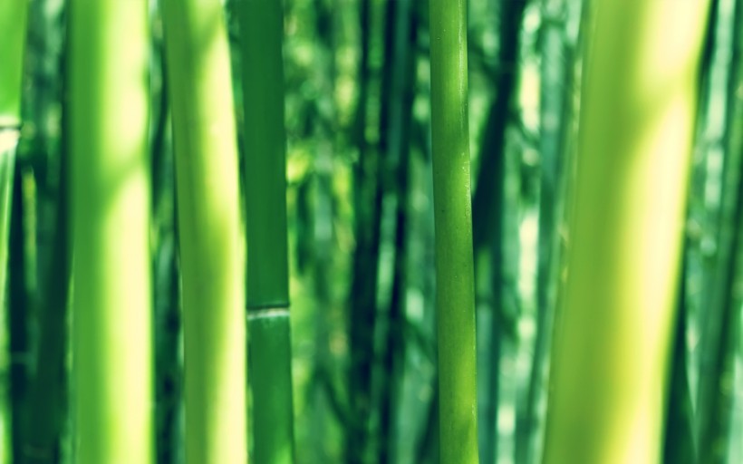 青翠的竹林图片