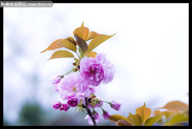 小朵粉色樱花图片摄影作品