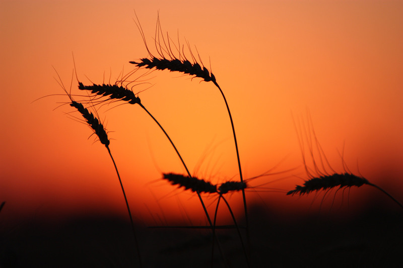 夕阳下的麦穗
