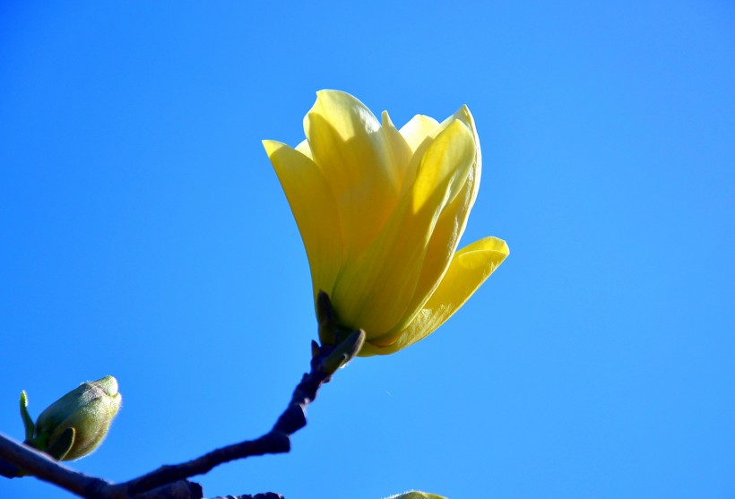 黄色玉兰花图片