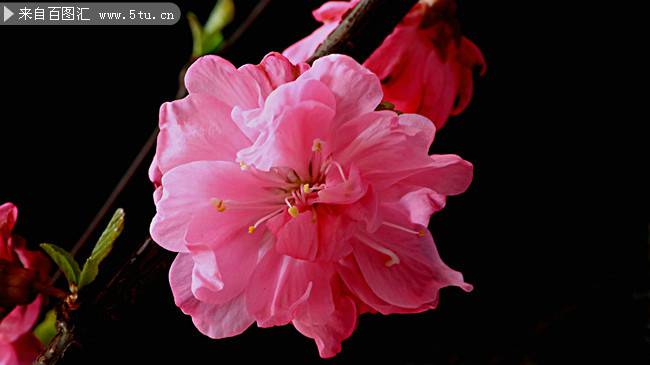 粉嫩娇艳的樱花图片素材欣赏