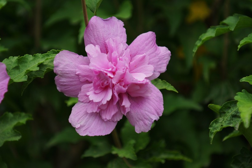 多彩芙蓉花图片