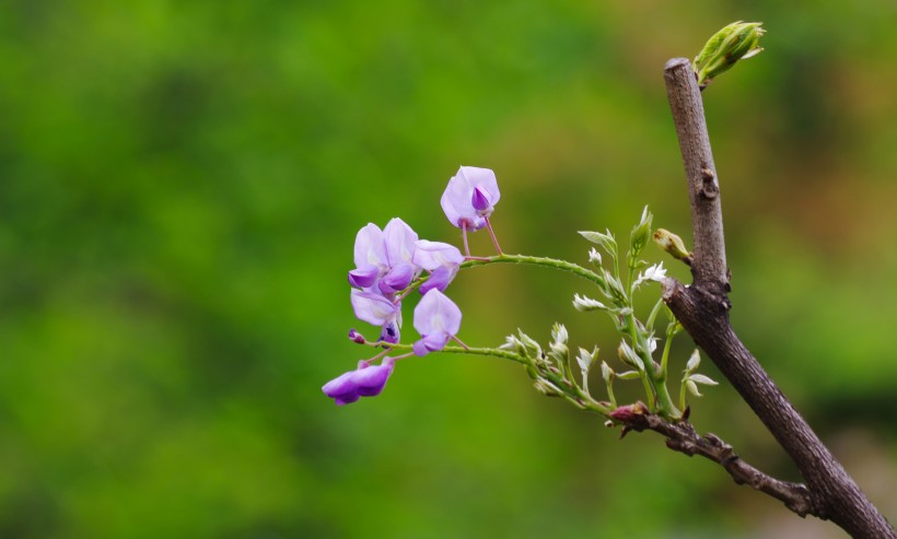 紫藤花卉图片