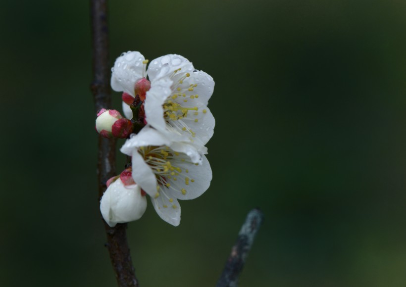 清新腊梅花卉图片