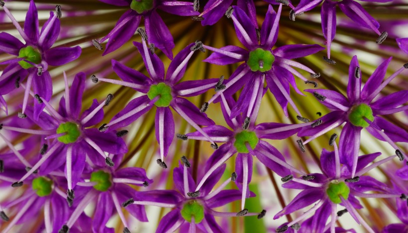 紫色的垂花葱图片