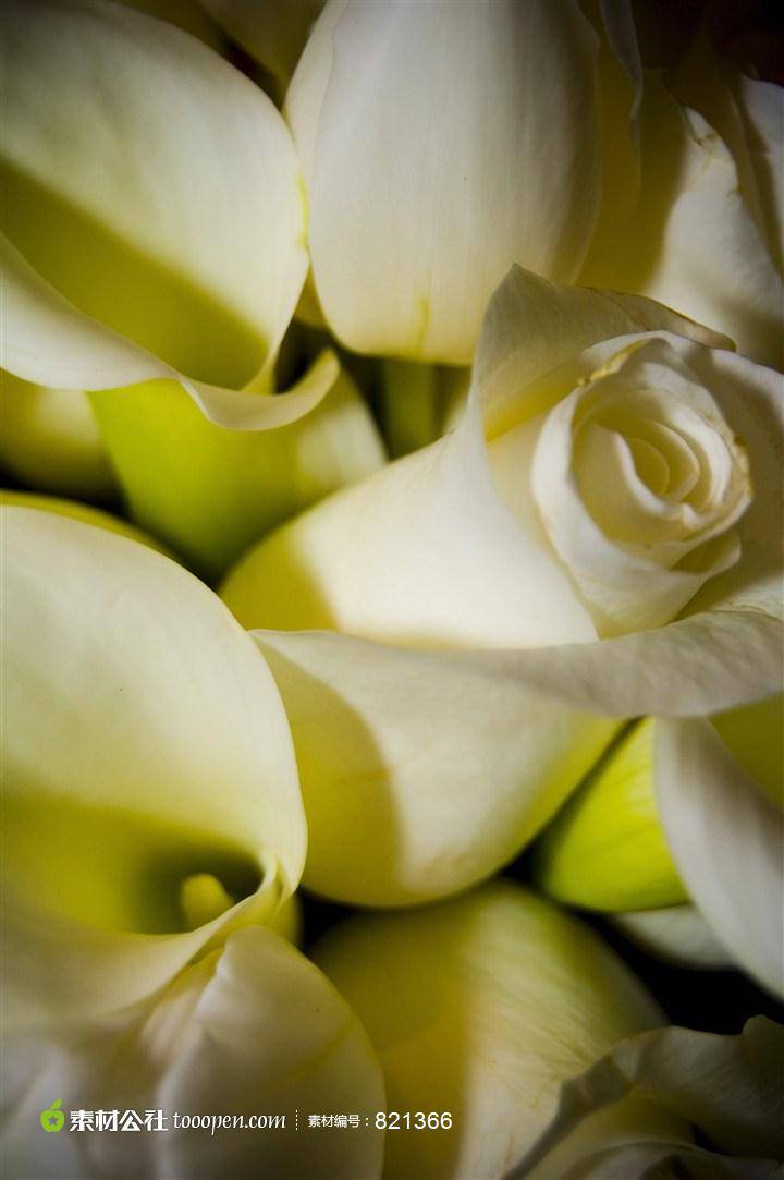 纯白玫瑰浪漫情人节图片素材
