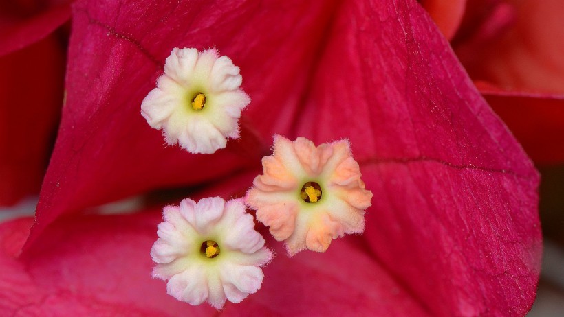 三角梅花的花蕊图片