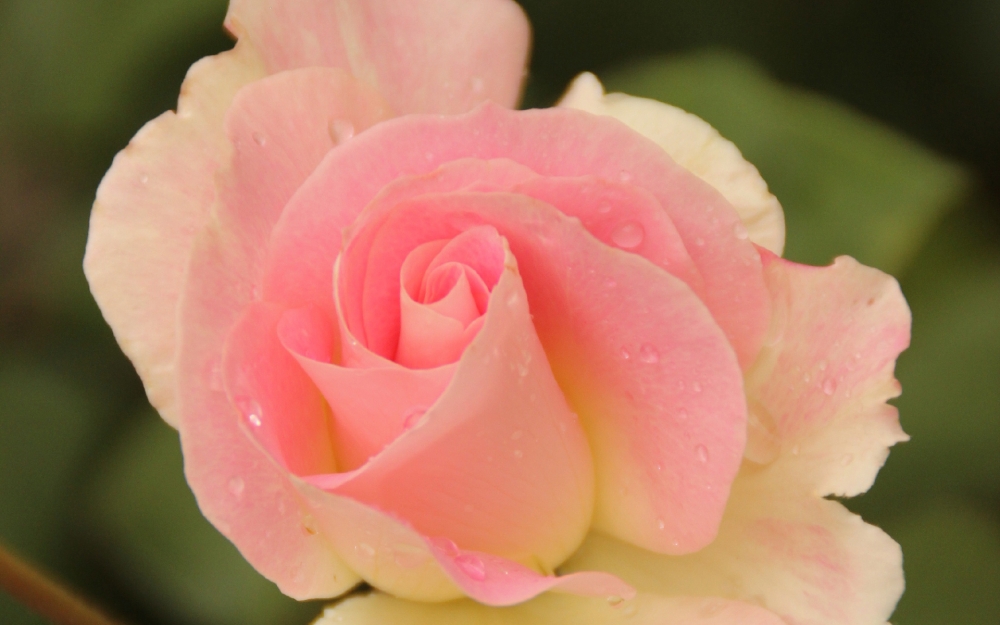 一组粉粉的蔷薇花唯美高清图片