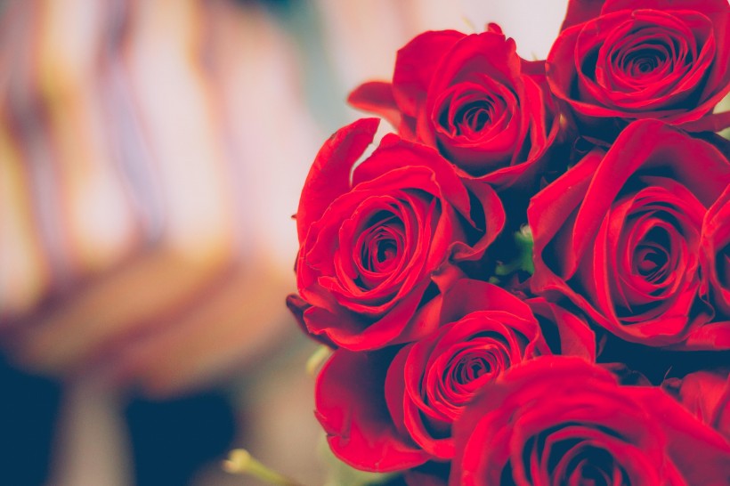 艳丽高贵的红玫瑰图片