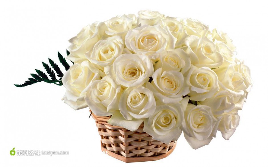 一篮子白玫瑰鲜花摄影图片