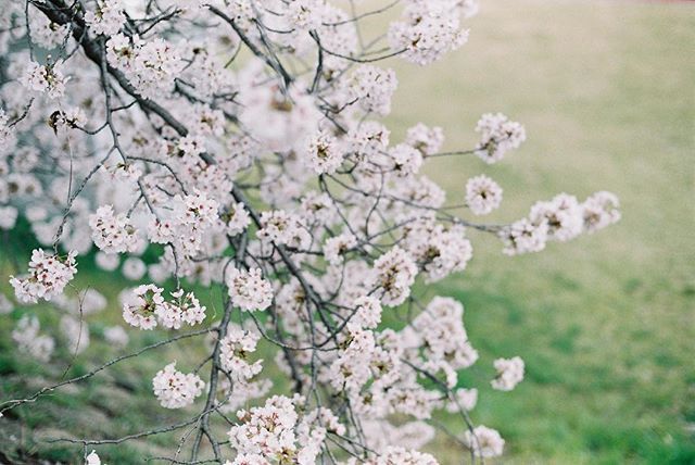 淡淡的唯美樱花图片欣赏