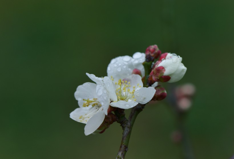 清新腊梅花卉图片