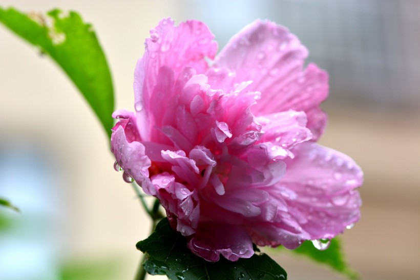 雨后木芙蓉图片