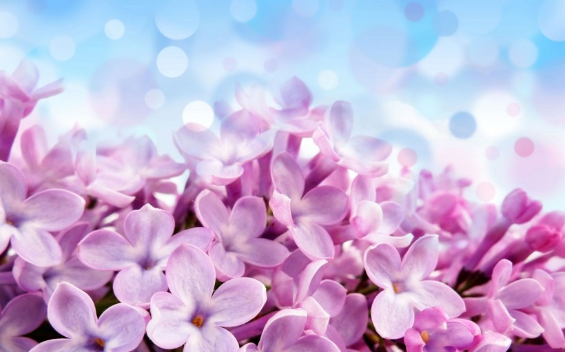 娇媚的紫丁香图片