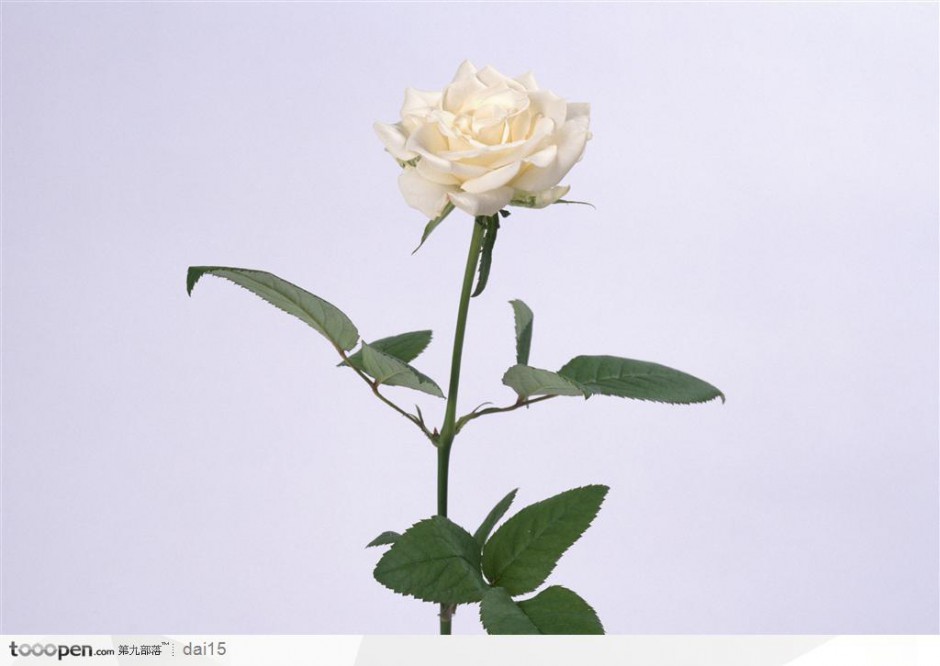 一朵盛放的白玫瑰图片
