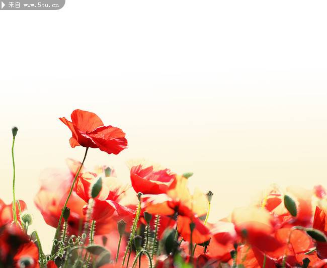 唯美红色罂粟花背景图片素材