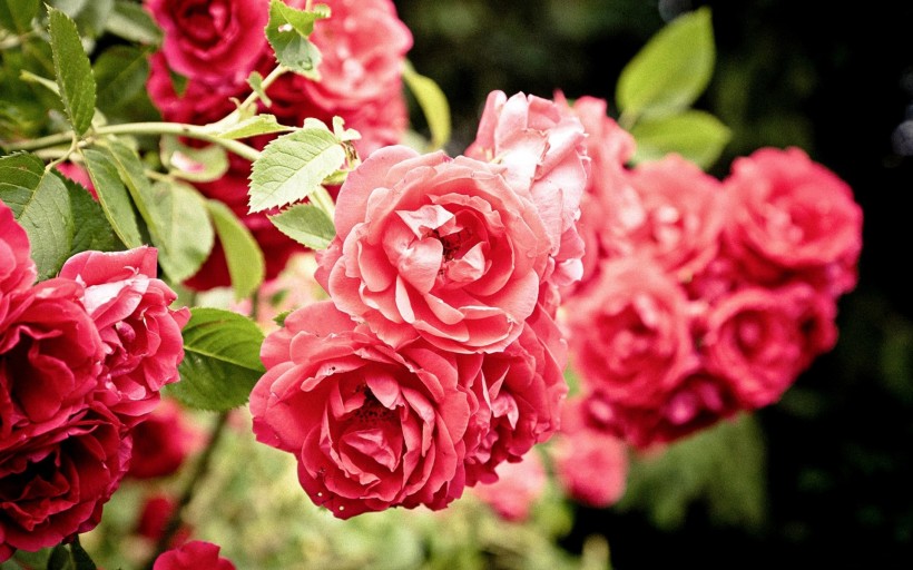 唯美的蔷薇花图片