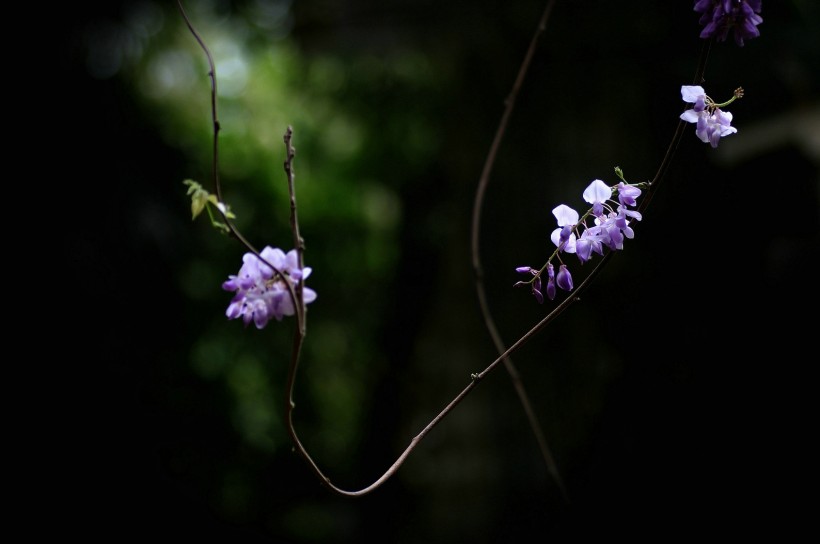 喧闹的紫藤图片