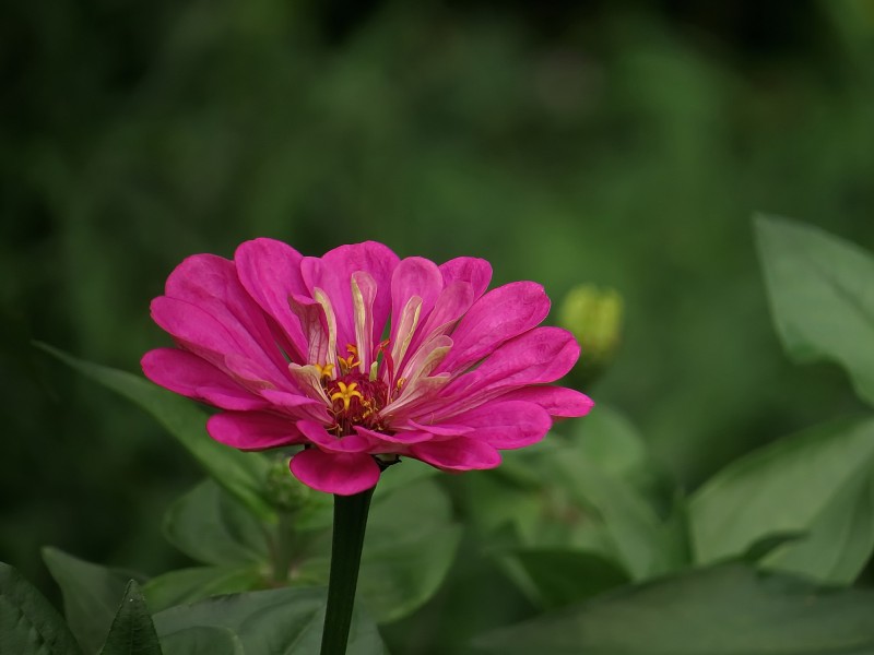 百日草花卉图片