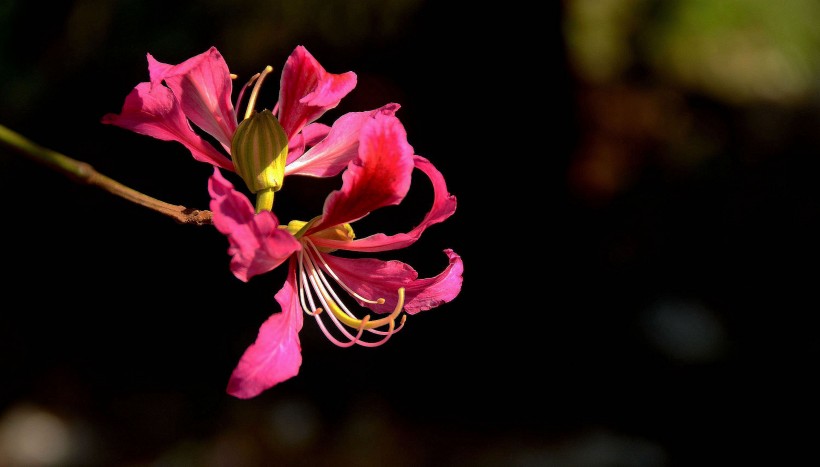 靓丽紫荆花花卉图片