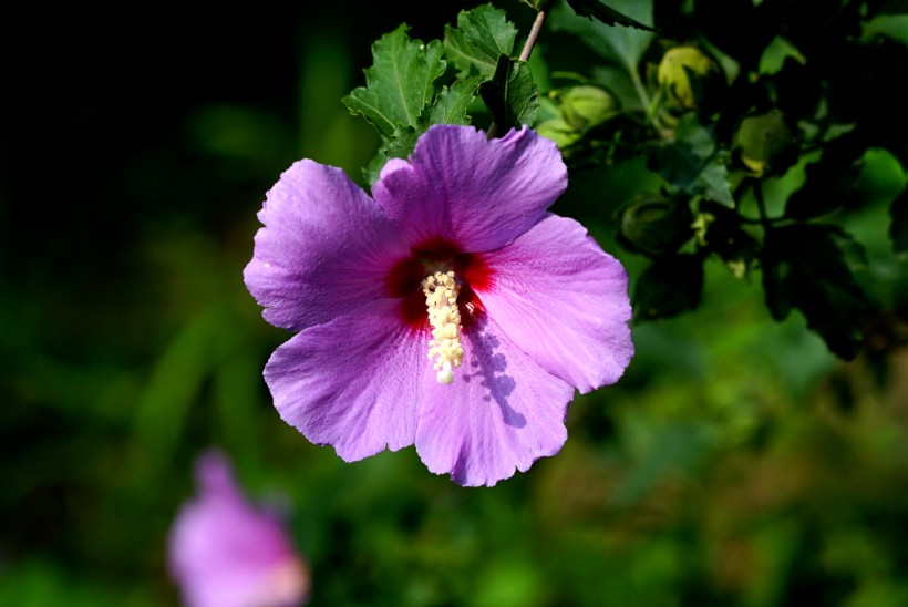 多彩芙蓉花图片