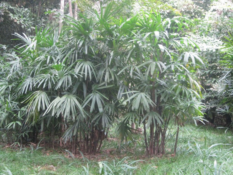 粗棕竹植物图片