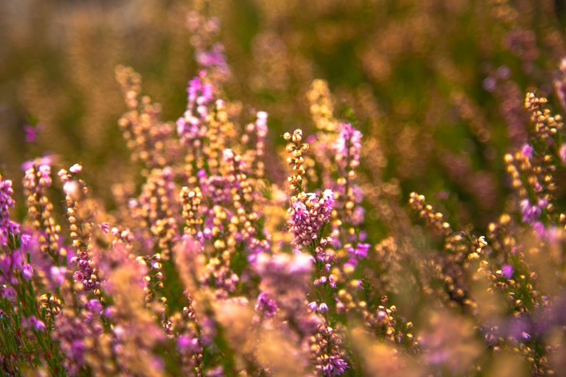紫色欧石楠花卉图片