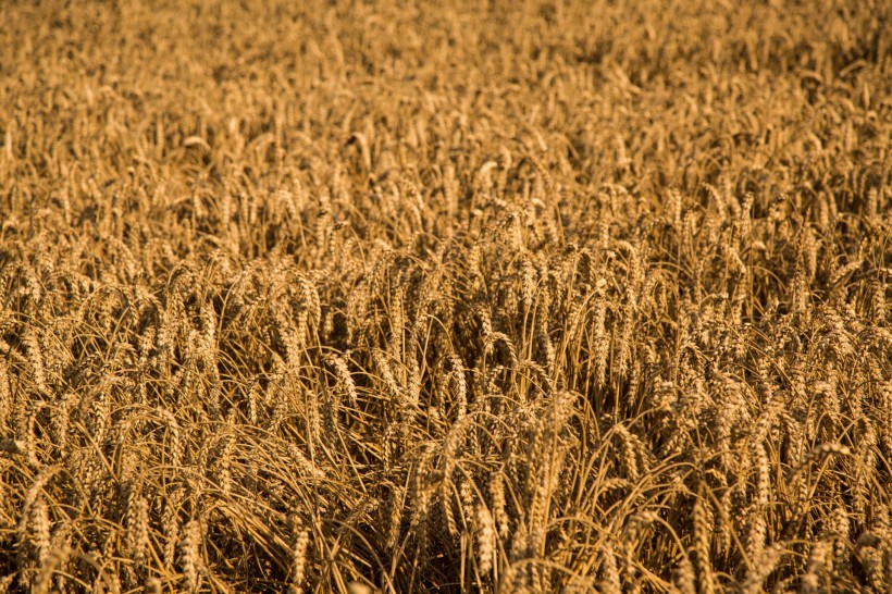 金黄成熟的麦子图片
